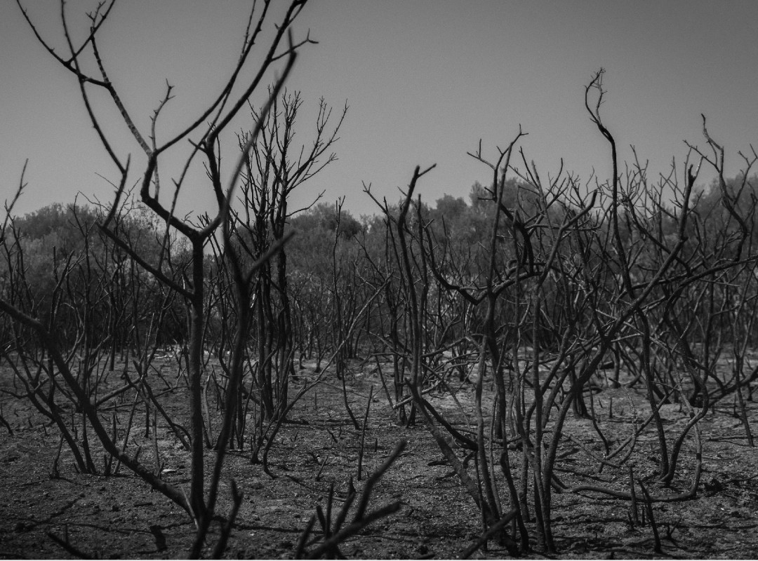 burnt forest (1) burnt forest (1)